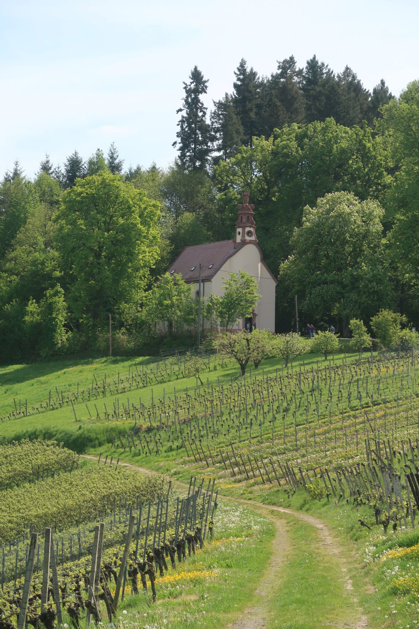 Kapelle mitten im Grün von Bäumen umgeben und vorn Weinreben, ein geschwungener Weg für darauf zu